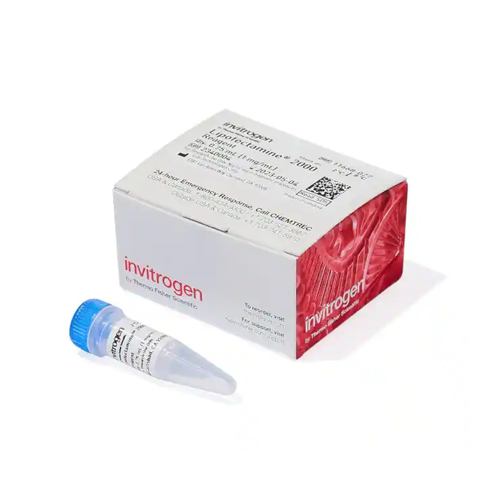 Lipofectamine2000